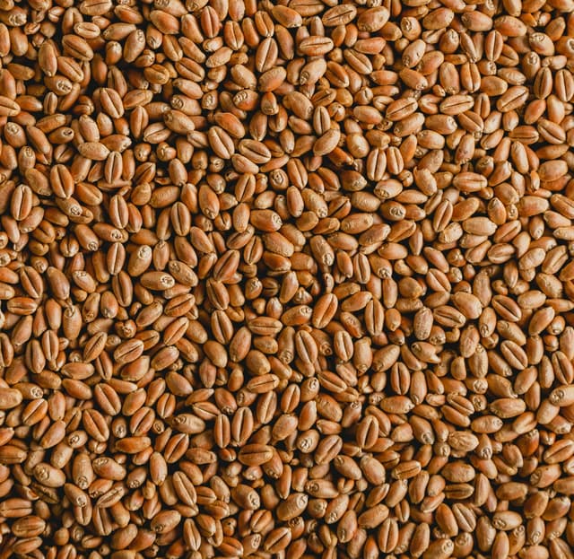 Freshly Milled Hard Red Wheat Flour