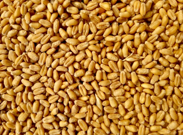 Freshly Milled Hard White Wheat Flour
