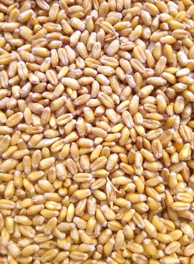 Freshly Milled Soft White Wheat Flour